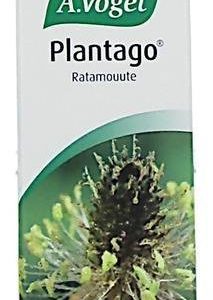 A.Vogel Plantago